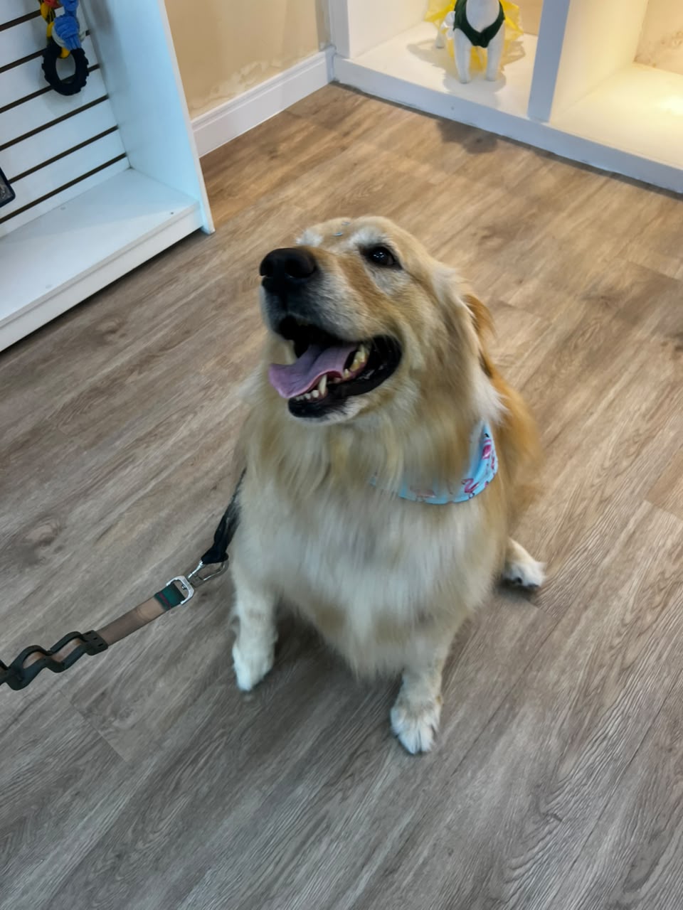 Golden retriever feliz na Late e Mia